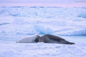 Grenlandia ogon (lysun)